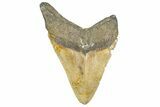 Serrated, Fossil Megalodon Tooth - North Carolina #346339-1